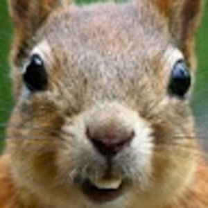 Meet your Posher, Breya